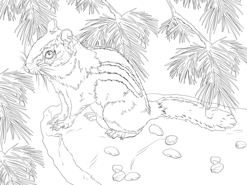 Eastern Chipmunk Coloring Page